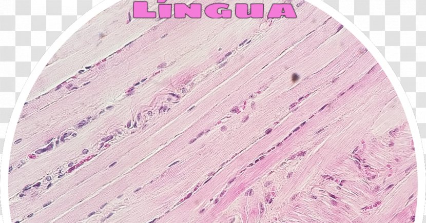 Striated Muscle Tissue Skeletal Histology Tecido Muscular Estriado - Magenta - Tongue Transparent PNG