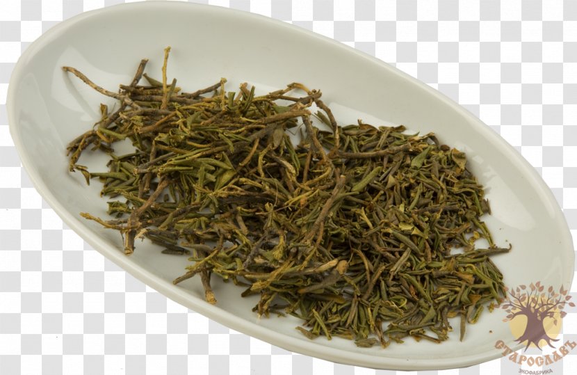 Nilgiri Tea White Dianhong Plant - Oolong Transparent PNG