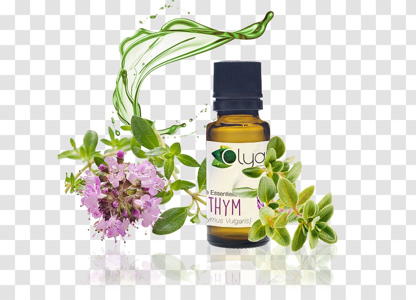 Essential Oil Aromatherapy Lavender Bourbon Geranium - Herb Transparent PNG