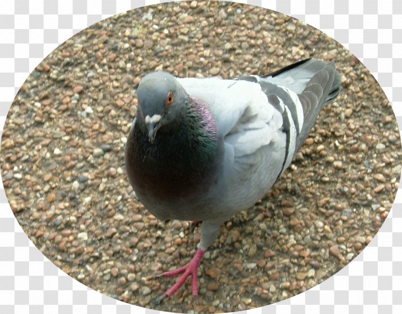 Columbidae Bird Domestic Pigeon Mourning Dove Crop Milk Transparent PNG