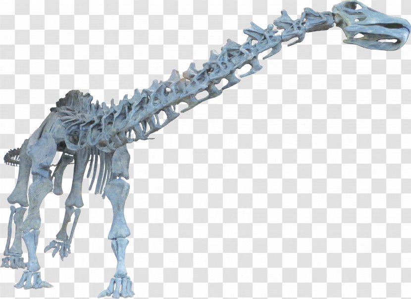 Brontosaurus Apatosaurus Dinosaur Diplodocus Tyrannosaurus - Skull Transparent PNG