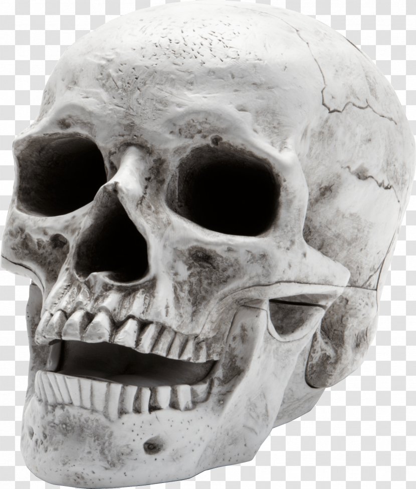 Skull Wallpaper - Anatomy - Image Transparent PNG