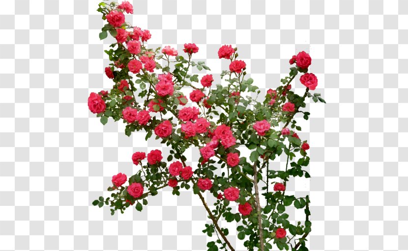 Rose Flower Clip Art - Ramblerrose - Garden Transparent PNG
