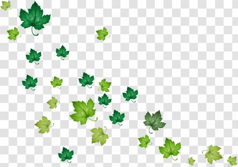Leaf Green Raster Graphics Clip Art - Maple - Ivy Transparent PNG