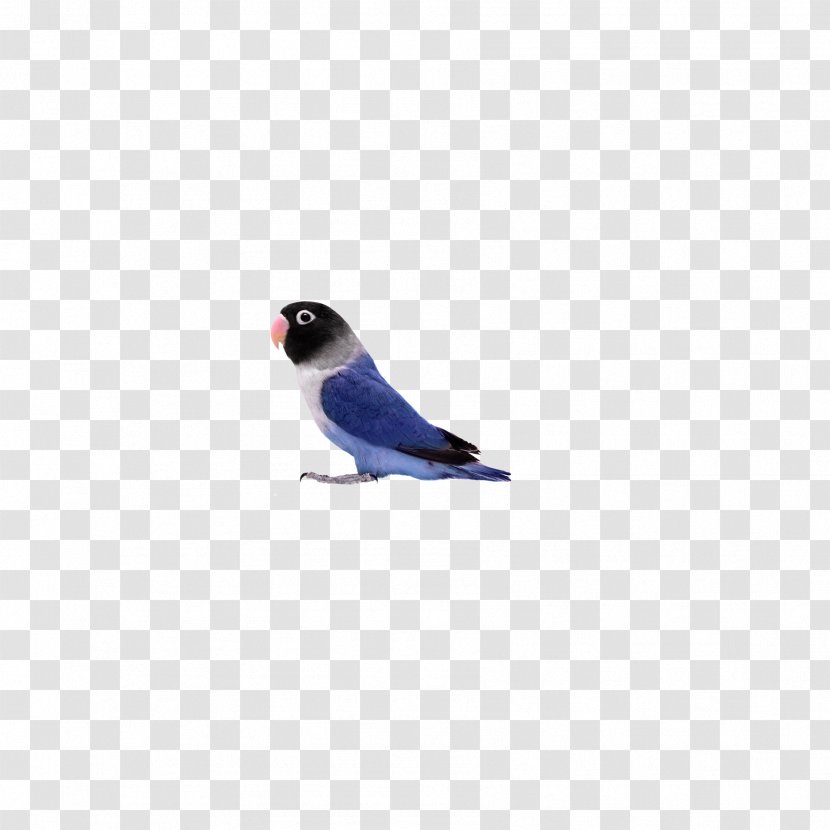 Lovebird Parrot U9ce5u985e: U9e1au9d61 - Google Images - Birds,parrot Transparent PNG