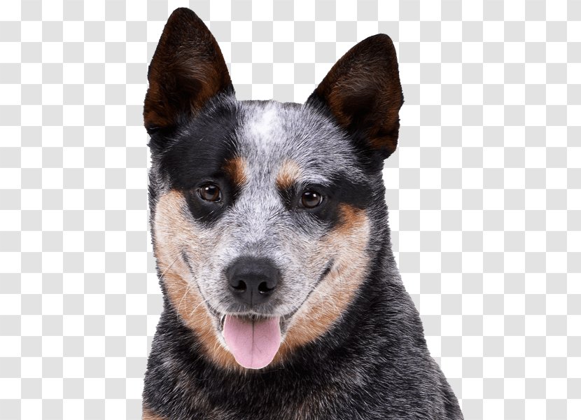 Ormskirk Terrier Stumpy Tail Cattle Dog Australian Kelpie Rare Breed (dog) - Clicker Training - Teacup Dogs Agility Association Transparent PNG