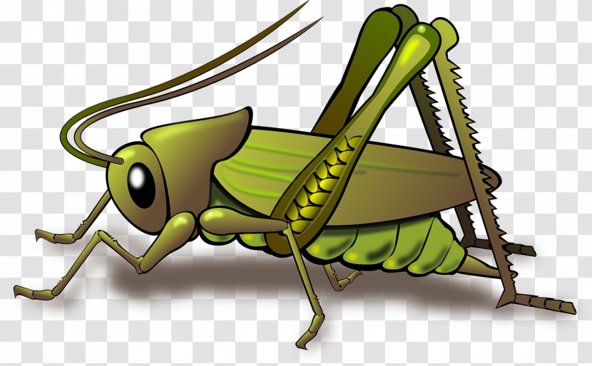 Grasshopper Insect Clip Art - Pest - Green Cricket Transparent PNG