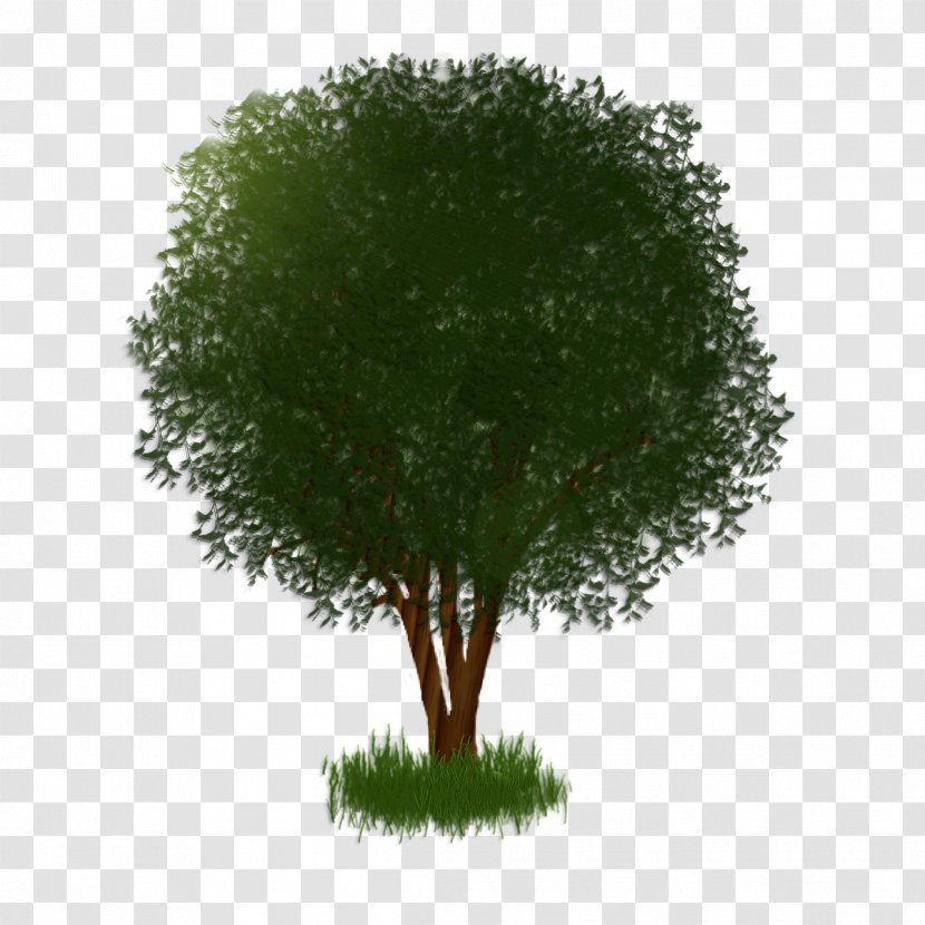 Tree Shrub Plant Branching - Shade Transparent PNG