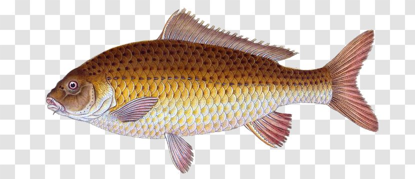 Common Carp Goldfish Tilapia - Fish - Aquatic Animal Transparent PNG