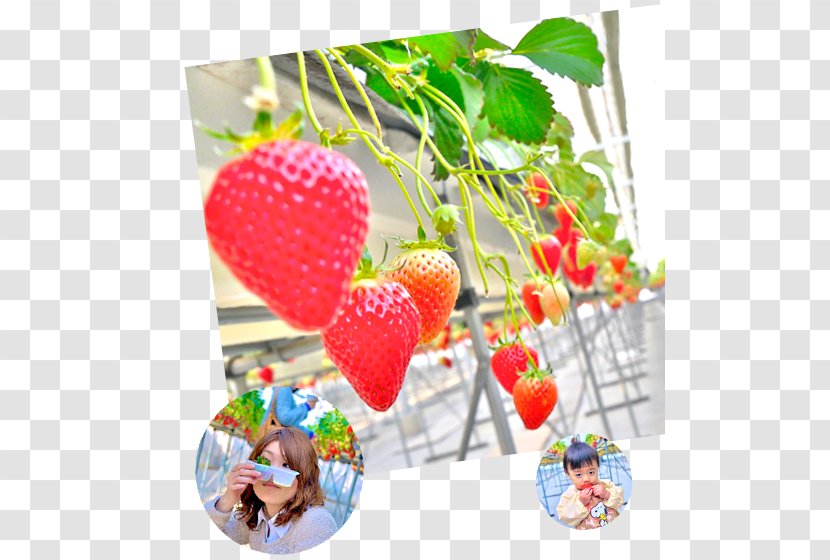 Tumitumi Strawberry Farm Car Park つみつみいちごファーム Buffet Business - Strawberries Transparent PNG
