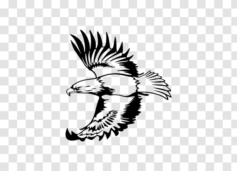 Eagle Drawing Clip Art - Hawk Transparent PNG