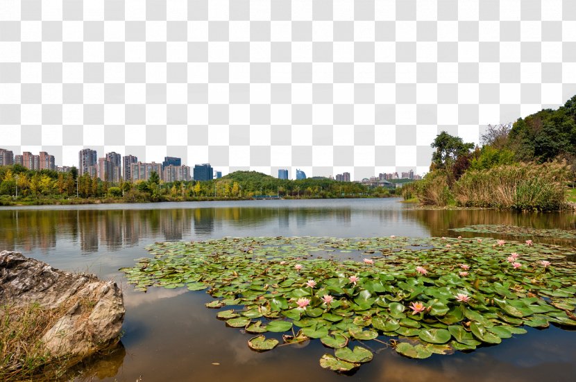Painting Photography Flower - Wetland - Yangchangdong The Town Transparent PNG