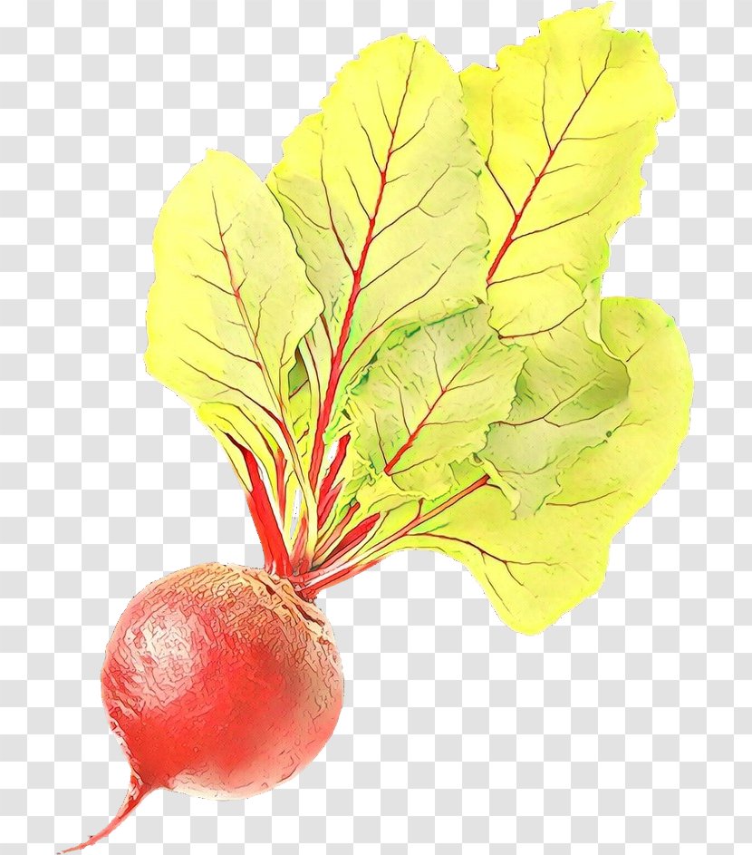 Tree Leaf - Food - Turnip Vegetable Transparent PNG