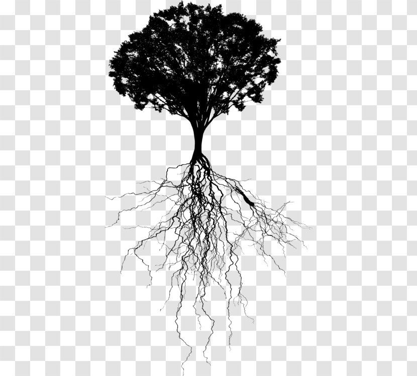 Tree Trunk Drawing - Blackandwhite - Twig Transparent PNG