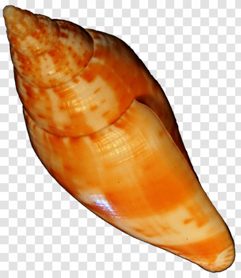 Seashell Clam Shankha Snail Conchology Transparent PNG
