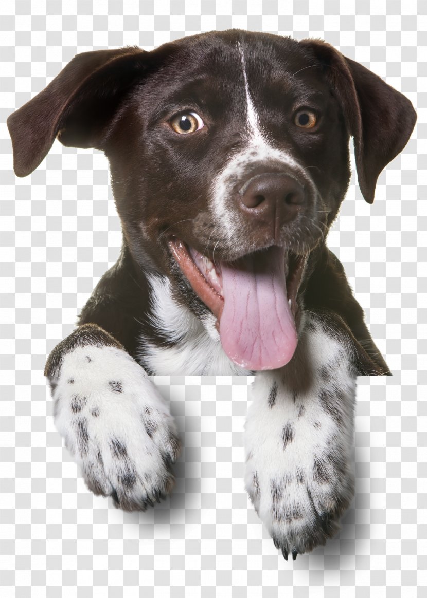 Dog Puppy Pet Sitting Cat - Dogs Transparent PNG