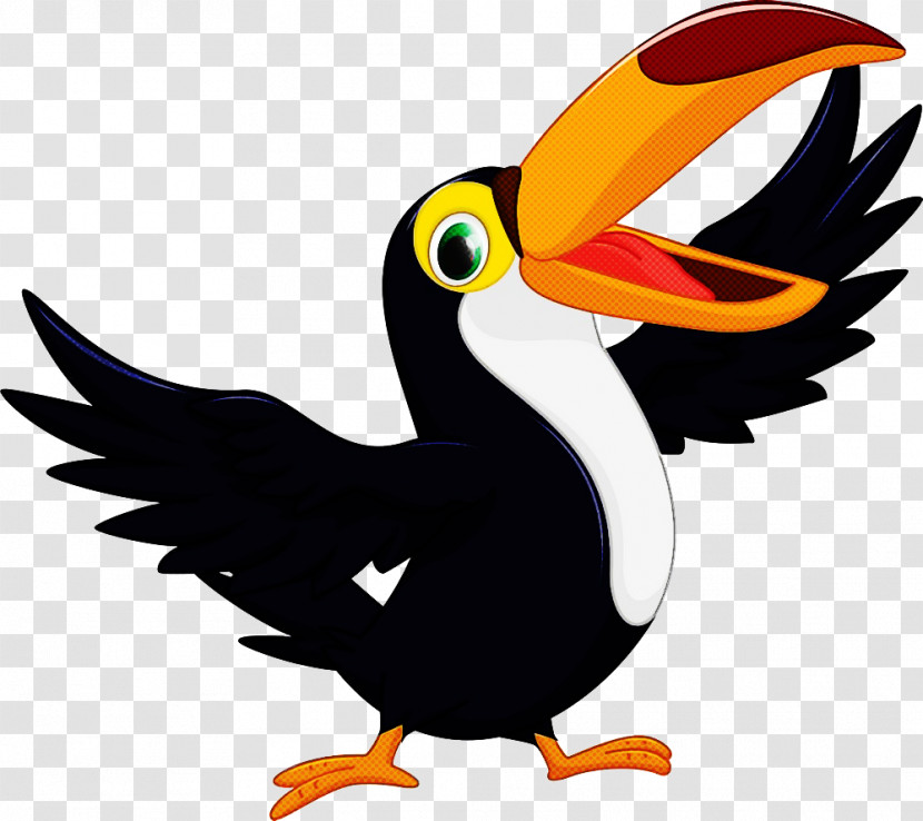 Bird Toucan Beak Piciformes Cartoon Transparent PNG