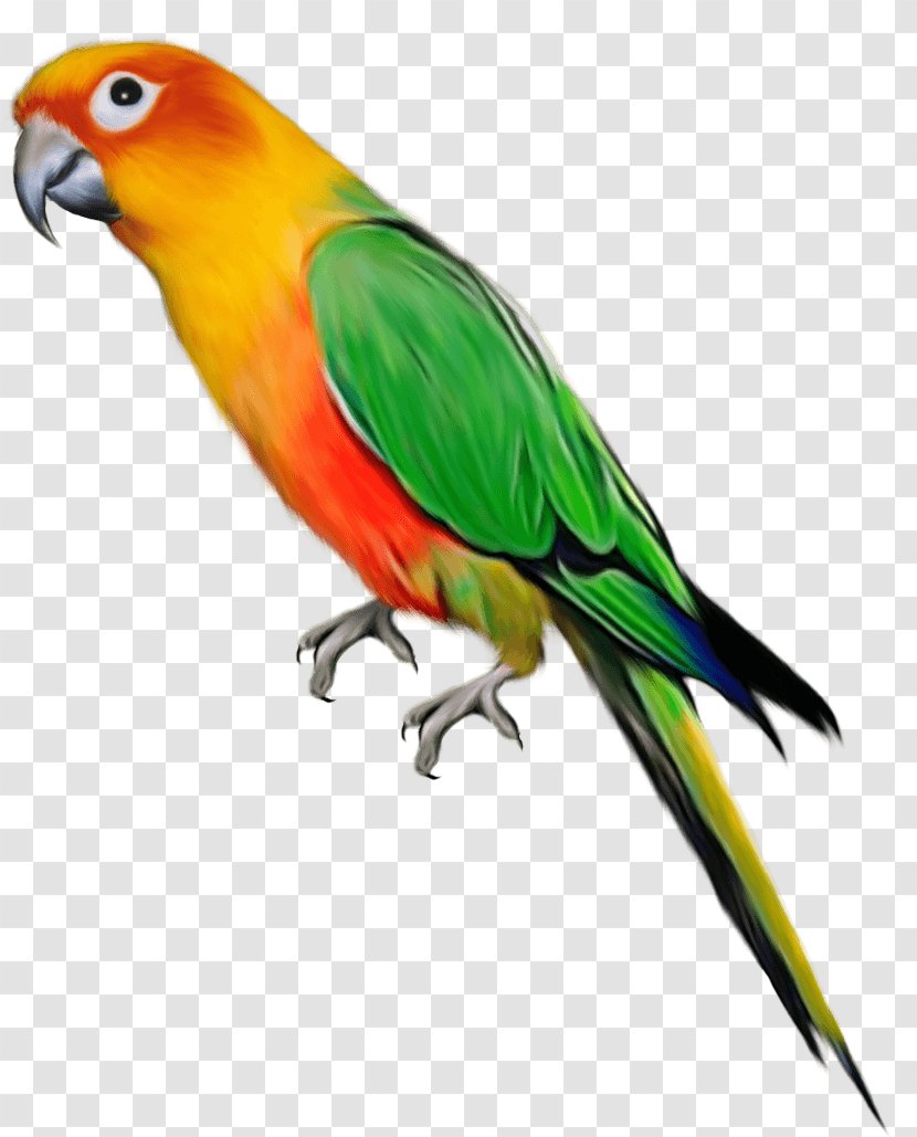 Parrot Lovebird Macaw - Images Download Transparent PNG