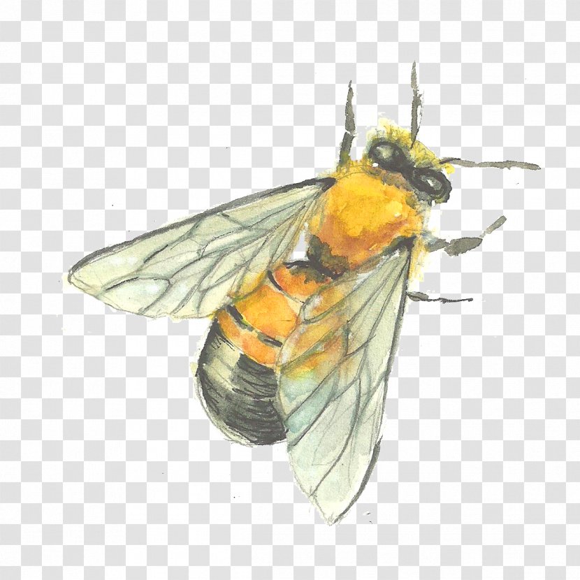 Painting - Insect - Hand-painted Bees Transparent PNG