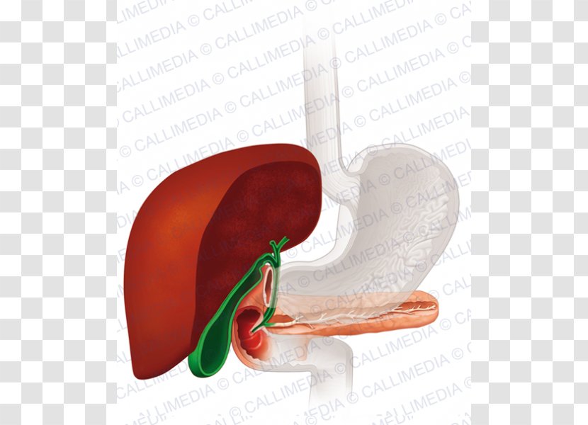 Gallbladder Gallstone Cholecystectomy Therapy Human Anatomy - Silhouette - Gastrointestinal Transparent PNG