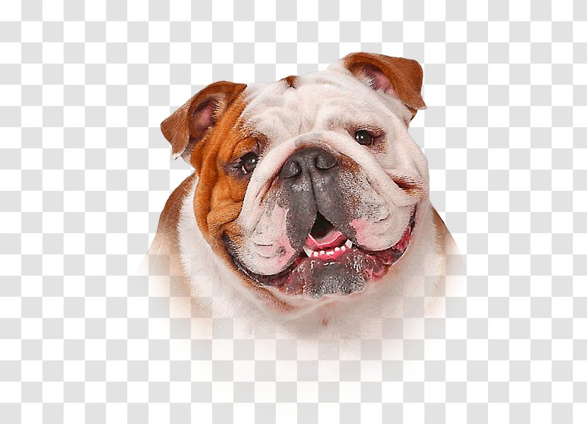 Shampoo Dog Hair Conditioner Oatmeal Skin - Collar - Bulldog Transparent PNG