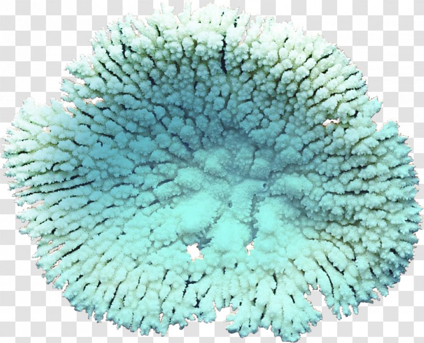 Coral Algae Clip Art - Albom Transparent PNG