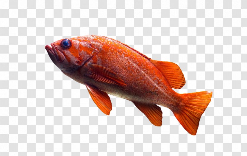 Common Goldfish Telescope Aquarium - Orange - Fish IN Water Transparent PNG