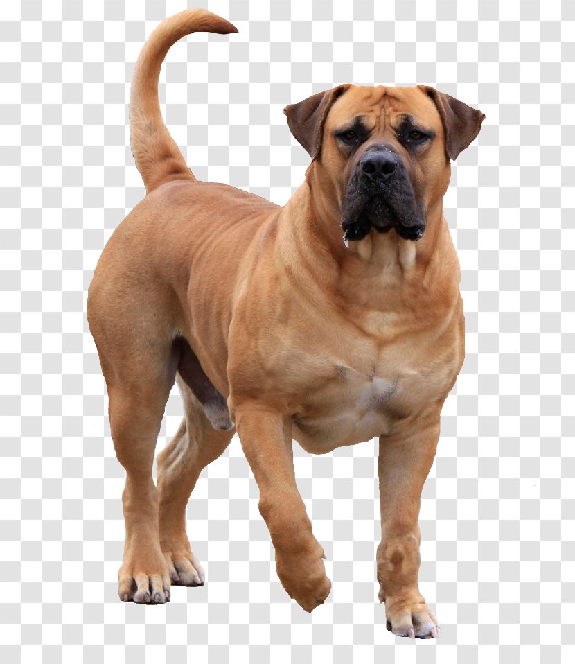 Boerboel English Mastiff Akita Tibetan Bullmastiff - Dog Like Mammal - Puppy Transparent PNG