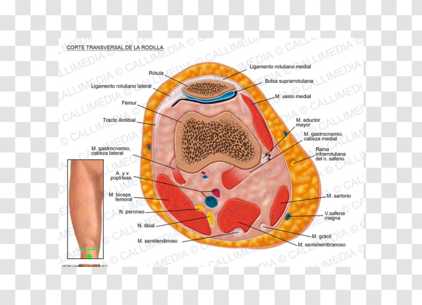 Knee Transverse Abdominal Muscle Plane Cross Section - Watercolor - Heart Transparent PNG