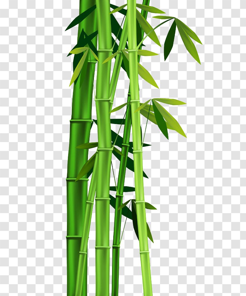 Bamboo Clip Art - Plant Stem - Leaves Transparent PNG