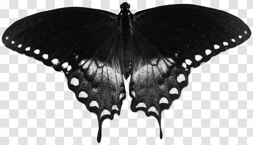 Butterfly High-definition Television Papilio Troilus Wallpaper - Display Resolution - Beautiful Black Transparent PNG