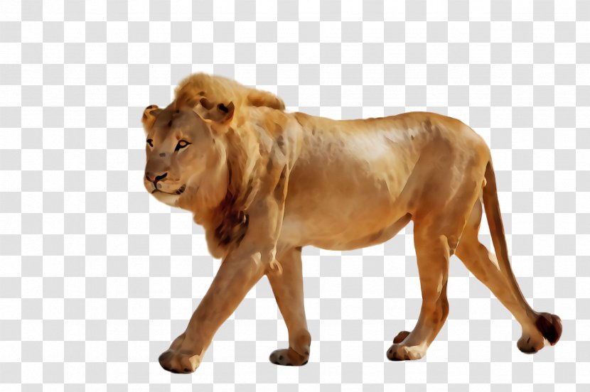 Lion Wildlife Terrestrial Animal Big Cats Figure - Masai Transparent PNG
