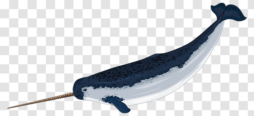 Narwhal Arctic Drawing Clip Art - Free Content - Baby Cliparts Transparent PNG