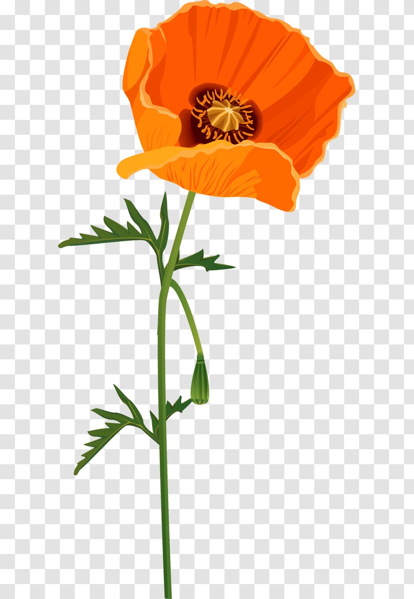 Common Poppy Flower Clip Art - Orange Transparent PNG