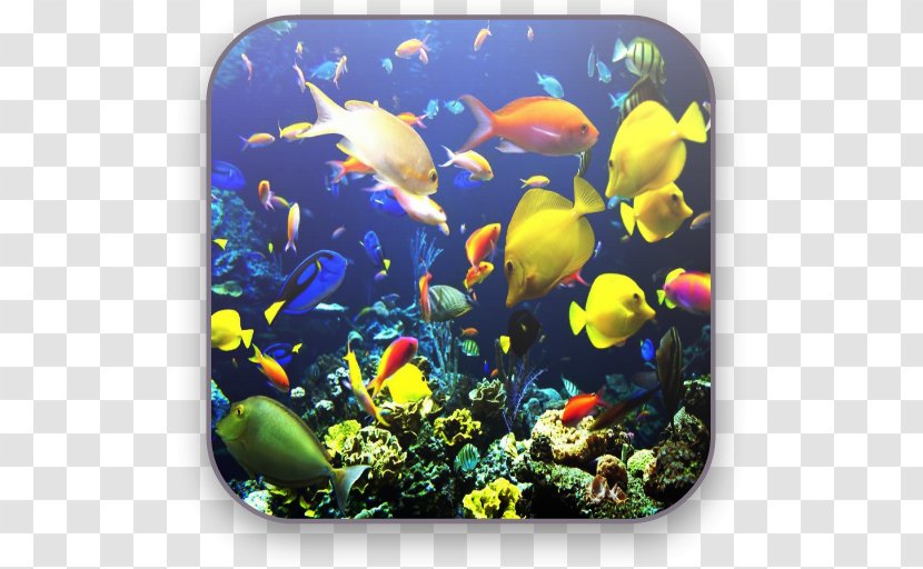 Aquarium Tropical Fish Koi Coral Reef - Freshwater Transparent PNG