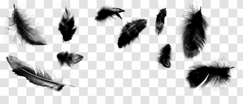 Feather Brush Bird Illustrator - Black And White Transparent PNG