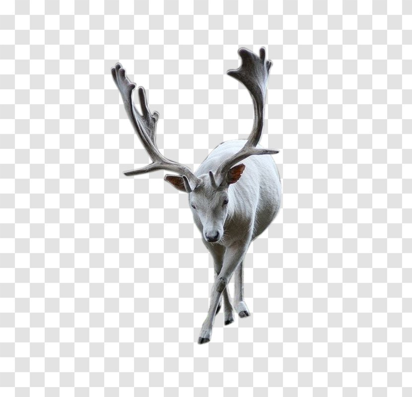 Reindeer Pxe8re Davids Deer Download - Antelope - Material Transparent PNG