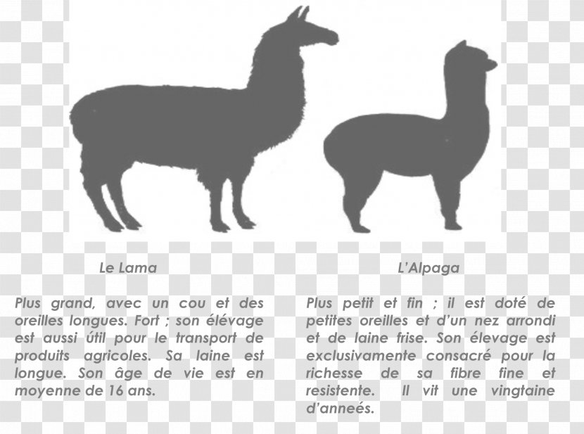 Llama Alpaca T-shirt Vicuña Camel - Vicu%c3%b1a Transparent PNG
