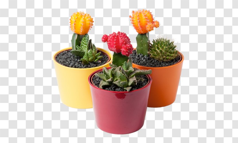 Cactaceae Houseplant Flowerpot Garden - Cactus - Suculent Transparent PNG