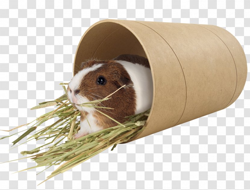 Guinea Pig Rodent Mouse Pet Muroidea Transparent PNG