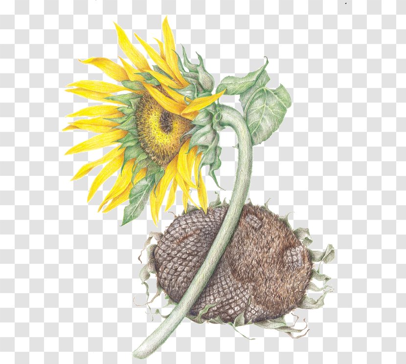 Common Sunflower Seed Daisy Family - Leaf Transparent PNG