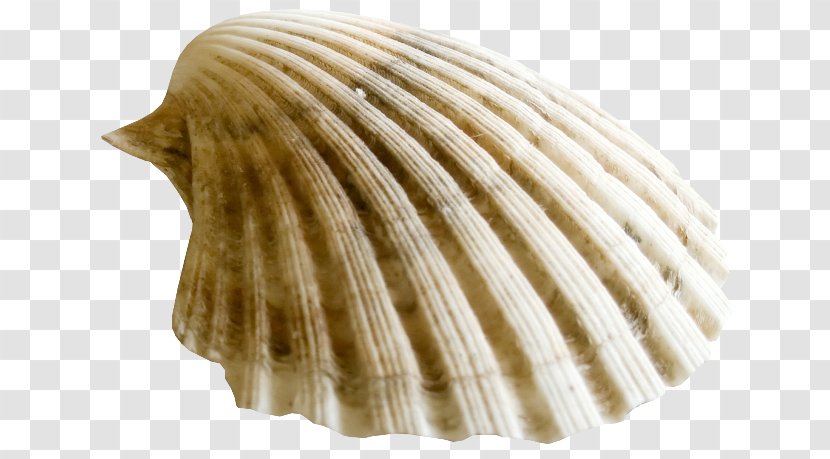 Clam Oyster Cockle Mussel Pectinidae - Seashell Transparent PNG
