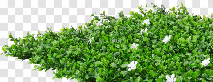 Shrub Hedge Flower Evergreen Plant - Myrtle - Top Transparent PNG