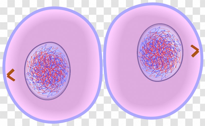 Cytokinesis Cell Cycle Mitosis Division Transparent PNG