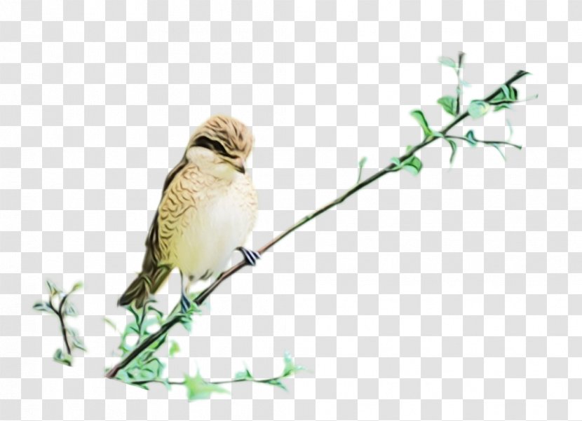Rainbow Watercolor - Plant - Finch Cuckoo Transparent PNG