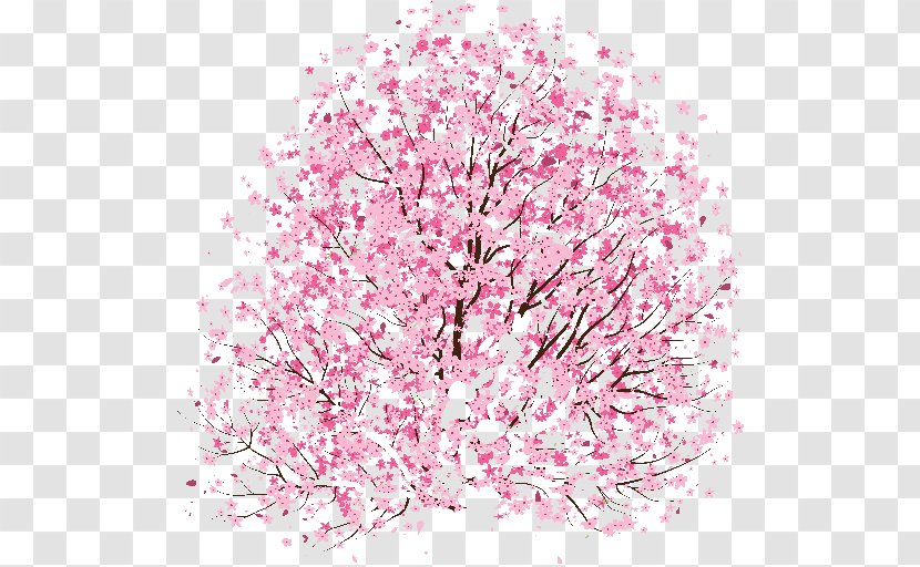 Cherry Blossom Drawing Idea Clip Art Transparent PNG