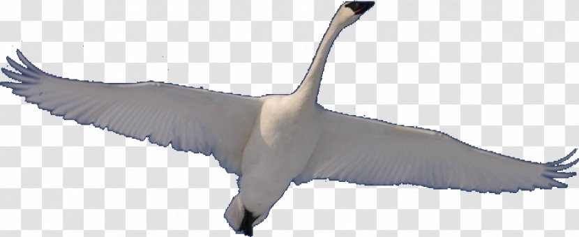 Cygnini Bodhisattva Goose Satori - Swan Fly Transparent PNG