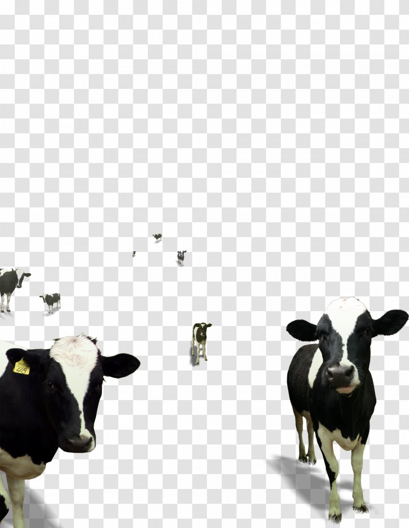 Dairy Cattle Calf Baka Milk Taurine - Bovine Transparent PNG