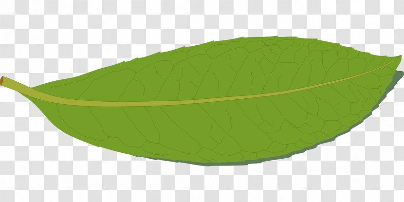 Leaf - Green Transparent PNG