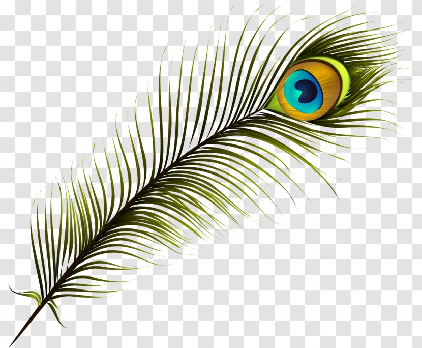 Feather Peafowl Clip Art - Cartoon Transparent PNG